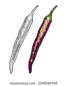 Half purple pepper cayenne. Vintage engraving vector color illustration. Isolated on white background. Hand drawn design