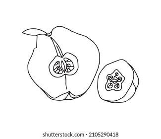 Half of quince fruit. Set of vegetables and fruits, line drawing, black outline, contour.