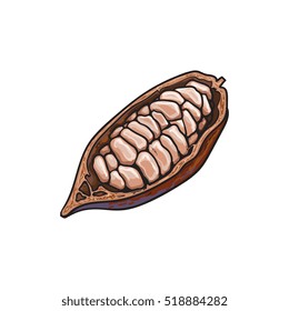 Half of ripe cacao fruit with cocoa beans inside, sketch style hand drawn vector illustration isolated on white background. Colorful illustration of half cacao fruit, chocolate beans in pod