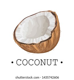 Half a ripe coconut on a white background. Sticker, print, sketch. Vector illustration.