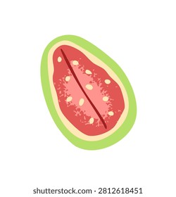 Half of ripe watermelon with red pulp and seeds. Cut into pieces tropical fruit. Healthy exotic food. Organic and natural sweet eating. Flat isolated vector illustration on white background