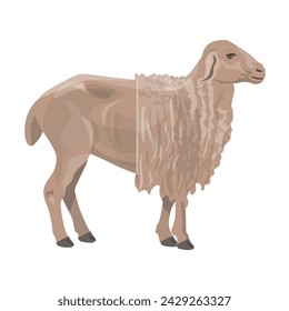 Half sheared sheep. Partially shaved merino lamb. Wool production. Agricultural show. Vector illustration isolated on a white background