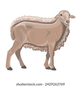 Half sheared sheep. Partially shaved merino lamb. Wool production. Livestock farming. Agricultural show. Vector illustration isolated on a white background