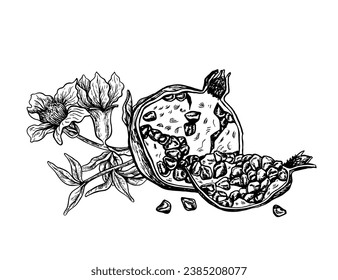 Half and slice of pomegranate with flowering branch, hand drawn black and white graphic vector illustration. Isolated on a white background. For packaging, banners and menus, textiles and posters.