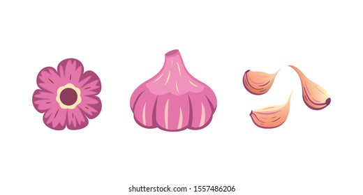 Half, slice and whole garlic isolated vector set. Vitamin vegetable set in cartoon style.