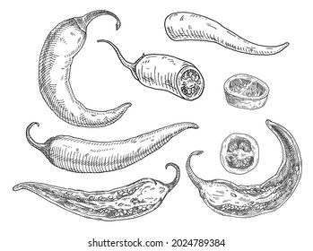Medio, rebanada y chile de pimienta entero. Ilustración monocromática vectorial vintage. Aislado sobre fondo blanco. Diseño dibujado a mano