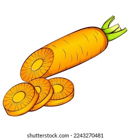 Half and sliced carrot. Vector color illustrations in hand drawn cartoon style. Fresh organic food isolated on white. Close up carrot vegetable. Element for cookbook, sticker, design