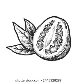 Half of sliced common guava sketch. Vector illustration of isolated tropical or exotic fruit for agriculture or botany, recipe or cook book. Natural and organic nutrition for vegetarian or vegan. Food