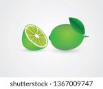Half sliced green citrus or lemon vector illustration