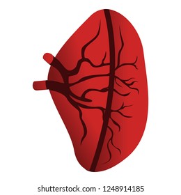 Half spleen icon. Cartoon of half spleen vector icon for web design isolated on white background