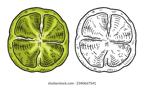Half sweet bell green pepper. Top view. Vintage engraving vector black illustration. Isolated on white background. Hand drawn design