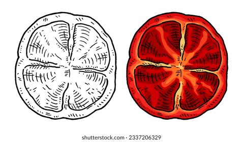 Half sweet bell pepper. Bottom view. Top view. Vintage engraving vector color illustration. Isolated on white