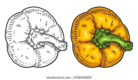 Media pimienta amarilla dulce. Vista superior. Ilustración vectorial de grabado vintage en negro. Aislado sobre fondo blanco. Diseño dibujado a mano