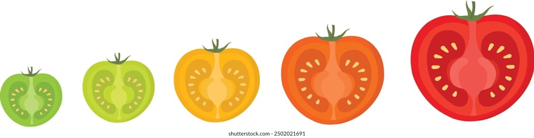 Half tomatoes sectional ripeness stages. Seed ripening. Harvesting tomatoes vegetable plant. Ripening period colour gradation. Farm organic harvest.Vegetables.