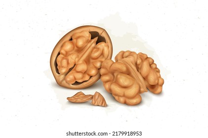 Half Walnut with walnut kernel vector illustration isolated on white background