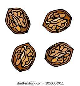 Half of Walnut in a Shall with Kernel. Unpeeled Nuts. Healthy Snack. Fresh Farm Market Harvest Product. Vegetarian Food. Realistic Hand Drawn Illustration. Savoyar Doodle Style.