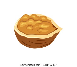 Half walnut vector illustration isolated on white background.