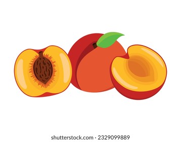 Half and whole fresh peach fruit icon vector. Ripe peaches icon set vector isolated on a white background. Peach cut in half drawing