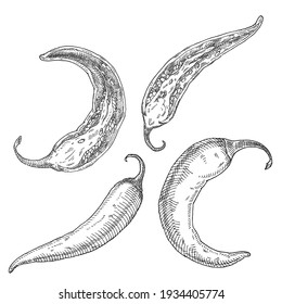 Half and whole pepper chilli. Vintage vector hatching black illustration. Isolated on white background. Hand drawn design