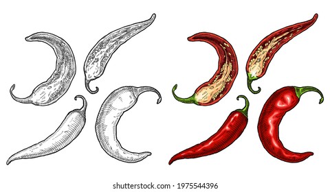 Half and whole pepper chilli. Vintage vector hatching color and black illustration. Isolated on white background. Hand drawn design