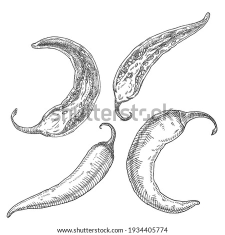 Half and whole pepper chilli. Vintage vector hatching black illustration. Isolated on white background. Hand drawn design