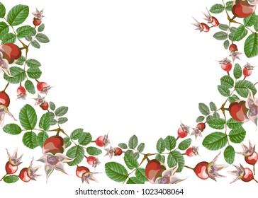 half a wreath framing composition of fruits and leaves of a garden dog rose, for decoration  isolated, floristry, in vector