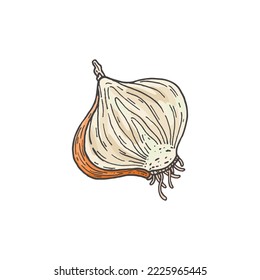 Half yellow onion isolated on white background. Sketch. Hand drawn. Vector illustration of onion. Doodle. Fresh organic vegetable from the farm market. Healthy food with vitamins. Herbs, spices