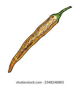 Half yellow pepper cayenne. Vintage engraving vector color illustration. Isolated on white background. Hand drawn design