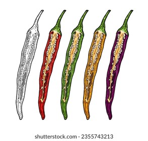 Half yellow, purple, red and green pepper cayenne. Vintage vector engraving color illustration. Isolated on white background. Hand drawn design