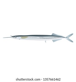 Halfbeak Illustration