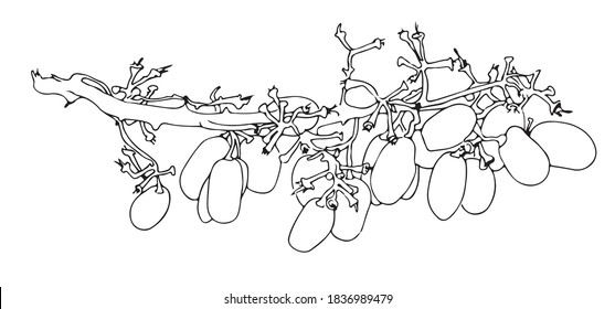 Half-eaten bunch of grapes. Hand drawn black sketch isolated on a white background. Outline vector illustration.