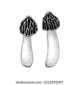 Halbfreie Morel-Pilzskizze. Essbare Fungus-Illustration. Pilzprotein, Mykoproteinquelle. Morchella-Pilz-Zeichnung einzeln auf Weiß. Gestaltungselement gesunder Lebensmittel, pflanzenbasierter Fleischersatz