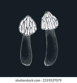 Half-free morel sketch. Hand drawn edible fungus illustration on chalkboard. Fungal protein, mycoprotein, plant-based product ingredients, healthy food design element. Forest mushroom drawing