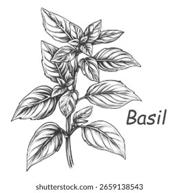 Halbtonbasilikum Kräutergrafik auf weißem Hintergrund im Vintage-Gravierstil, detailliertes schwarzes Tinte botanisches Element für Collage-Design