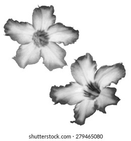 Halftone Desert Rose Flower,Vector Design illustration