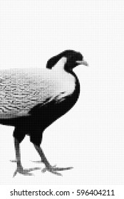 Halftone dot graphic of Silver pheasant in black and white