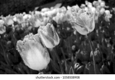 Halftone dots effect digitally manipulated vector of tulip spring flowers. Black and white.