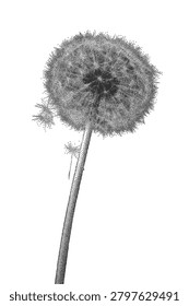 Halftone dotted dandelion flower. Minimalist stipple art vector botanical blowball, isolated textured realistic plant for poster, card design