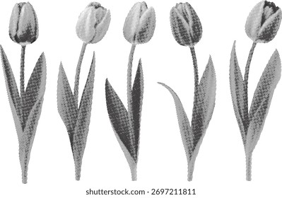 Halftone five black and white tulips with leaves flowers.