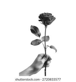 Mano de semitono que sostiene la flor de una sola rosa sobre fondo blanco. Concepto de amor, romance, pasión, regalo, San Valentín, belleza y gesto emocional. Ilustración elegante mínima.