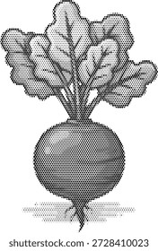 Ilustração de meio-tom de uma beterraba com folhas, representando verduras raiz, cozinha saudável, agricultura orgânica e dieta rica em nutrientes.
