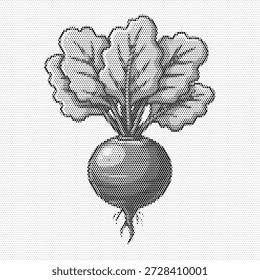 Halftone illustration of a radish root vegetable, ideal for organic farming, healthy cooking blogs, and vegetarian nutrition themes. Perfect for farmers market branding, salad recipe graphics, and garden produce content.