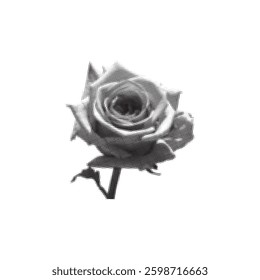 Halftone roses with splatters of spray paint. Floral mixed media design, old-school punk collage  Isolated Y2K stylish vector image
