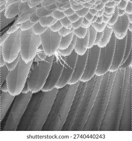 halftone texture bird wing feathers flight plumage nature animal detail avian wingbeat background pattern monochrome