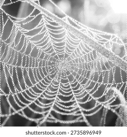 halftone texture spider web cobweb nature pattern fragile dew spider insect wildlife outdoor trap background