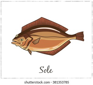 Halibut. Fish collection. Vector illustration of fish for design menus, recipes and packages product.