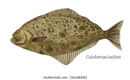 Halibut fish hand drawn realistic illustration