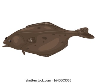 Halibut fish isolated on white background. Vector graphics.