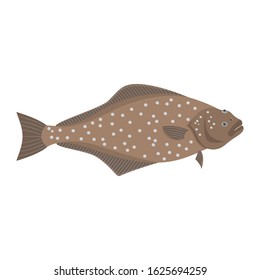 The halibut is isolated on the white background.