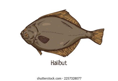 Halibut, sea fish. Marine flatfish, vintage drawing. Realistic Atlantic ocean animal species with fins drawn in retro realism style. Detailed vector illustration isolated on white background